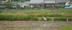 1606kumamoto01_240